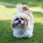 shih tzu
