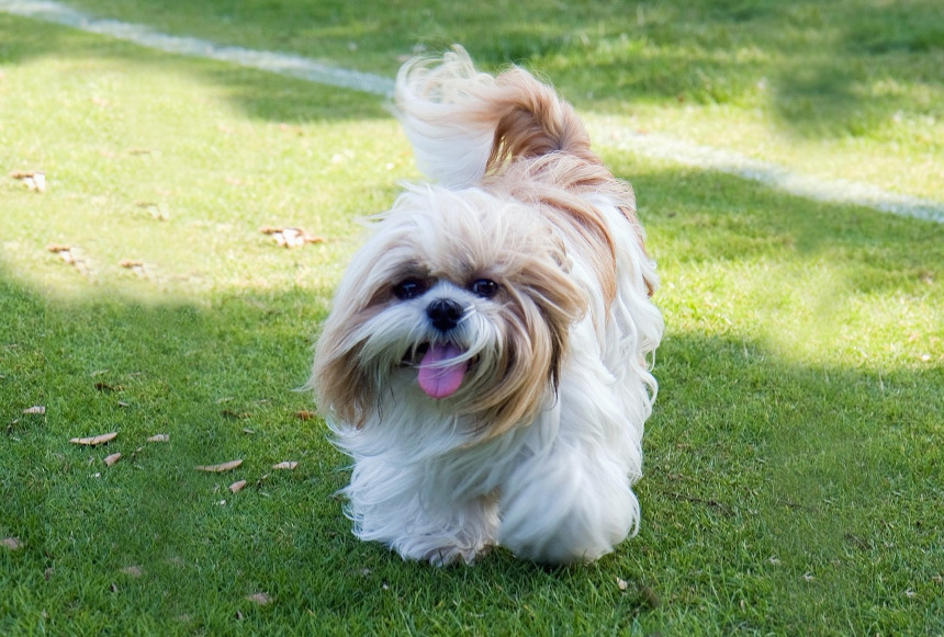 shih tzu
