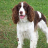 Springer spaniel angielski