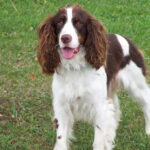 Springer spaniel angielski