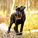 sznaucer miniaturowy