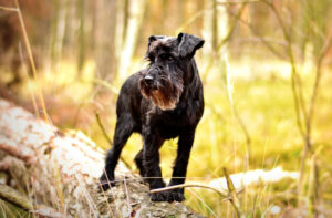 sznaucer miniaturowy