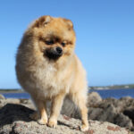 Szpic miniaturowy Pomeranian