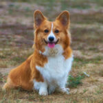 Welsh Corgi Pembroke