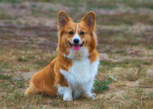 Welsh Corgi Pembroke