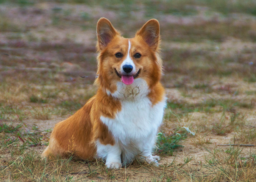 Welsh Corgi Pembroke