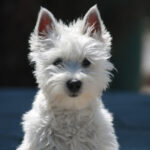 West Highland White Terrier