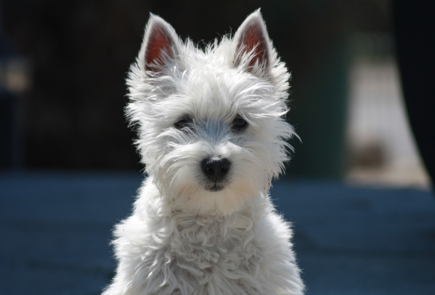 West Highland White Terrier