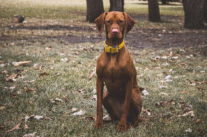 Wyżeł niemiecki krótkowłosy