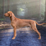 Wyżeł węgierski krótkowłosy