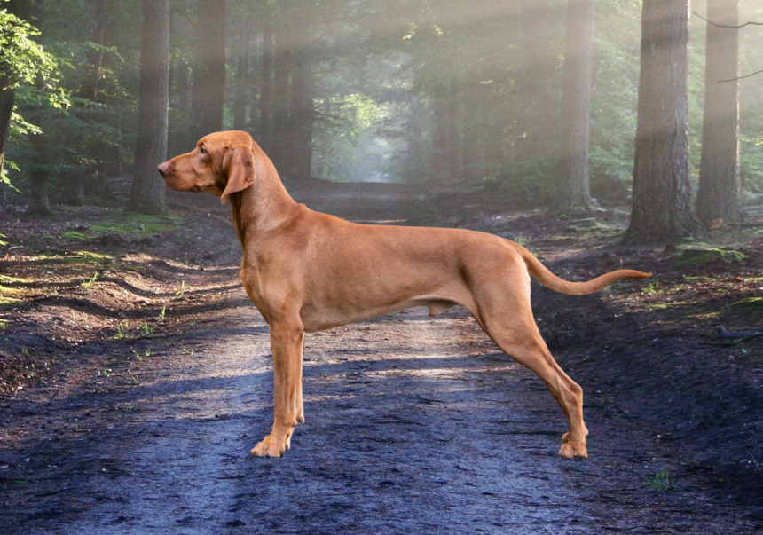 Wyżeł węgierski krótkowłosy