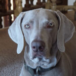 Wyżeł Weimarski Krótkowłosy