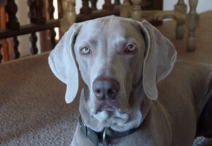 Wyżeł Weimarski Krótkowłosy