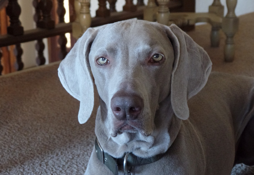 Wyżeł Weimarski Krótkowłosy