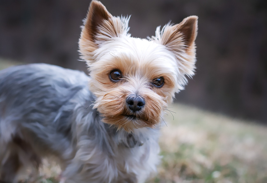 yorkshire Terrier