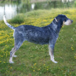 Mały gończy gaskoński