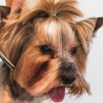 Podstawy pielęgnacji psa