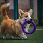 Zabawy z psem. Aktywności, które sprawią, że twój pies będzie szczęśliwy