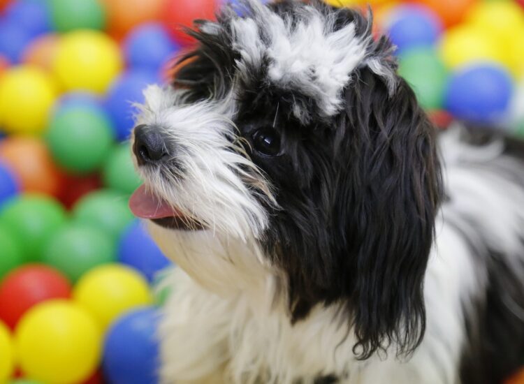 Popularność rasy psów hybrydowych