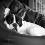 Troska o psie w domu