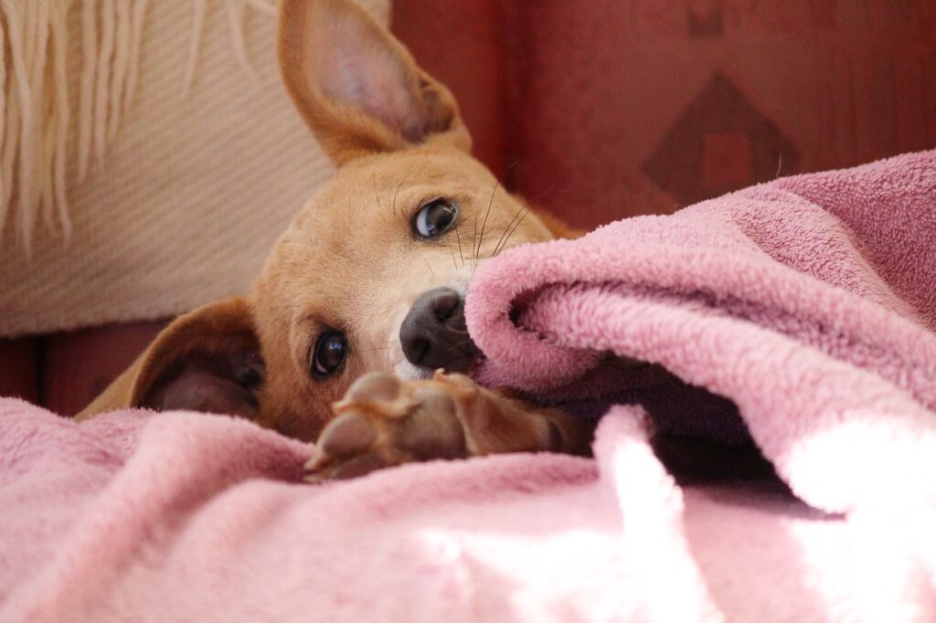 Niszczeniem mienia psem