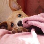 Niszczeniem mienia psem