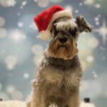 rasy psów popularny