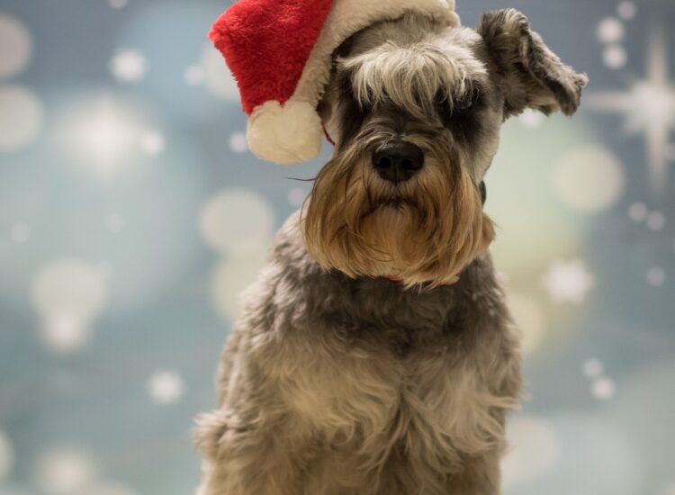 Popularne rasy psów