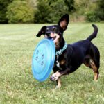 Wybieg dla psa w Gdańsku.