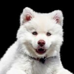 Wymiana zębów u psa