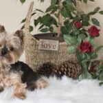 zasady wychowania psa