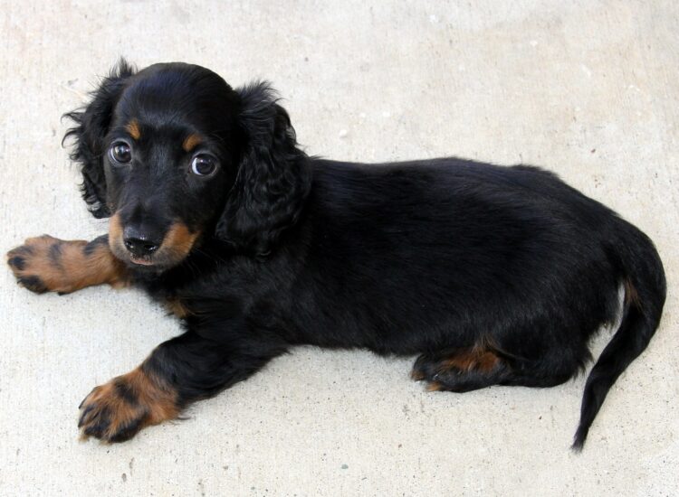 Instagramowe gwiazdy – popularne rasy psów, które zdobyły sławę dzięki mediom społecznościowym