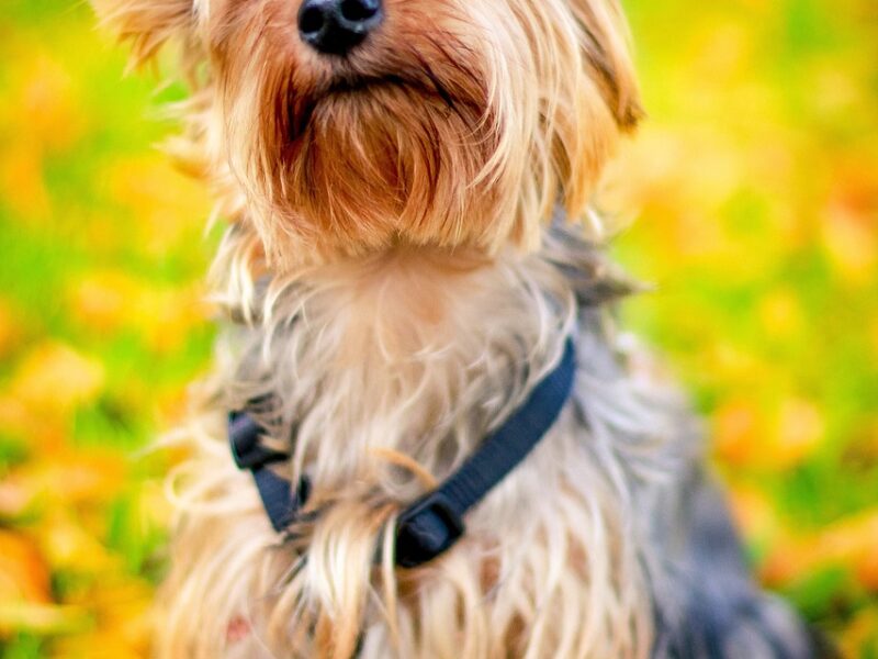 Szkolenie szczeniaka Yorkshire Terrier