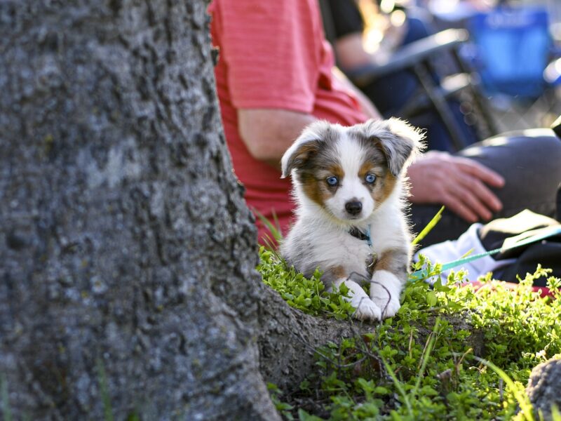 Wychowanie szczeniąt Owczarka Australijskiego