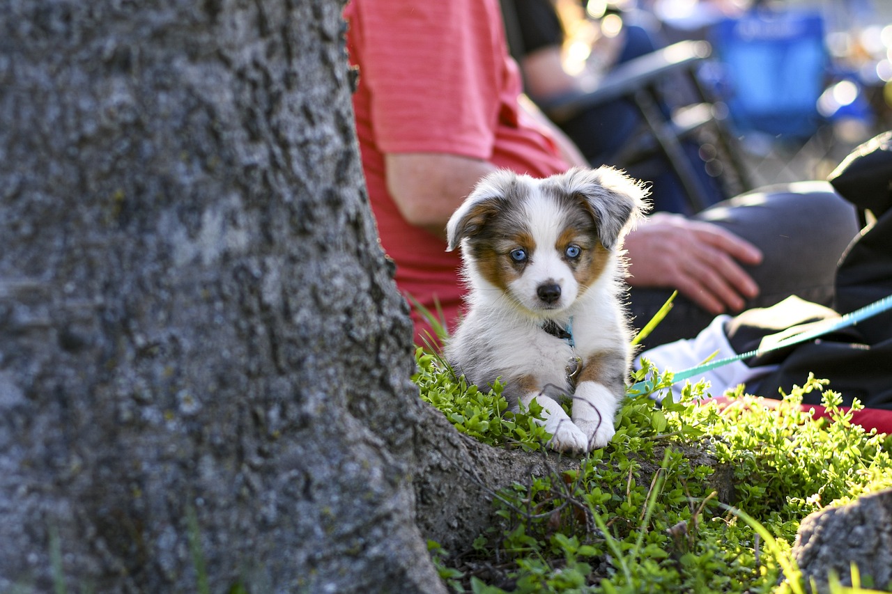 australian shepherd