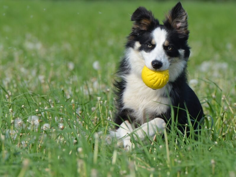 Zdrowie szczeniąt Border Collie
