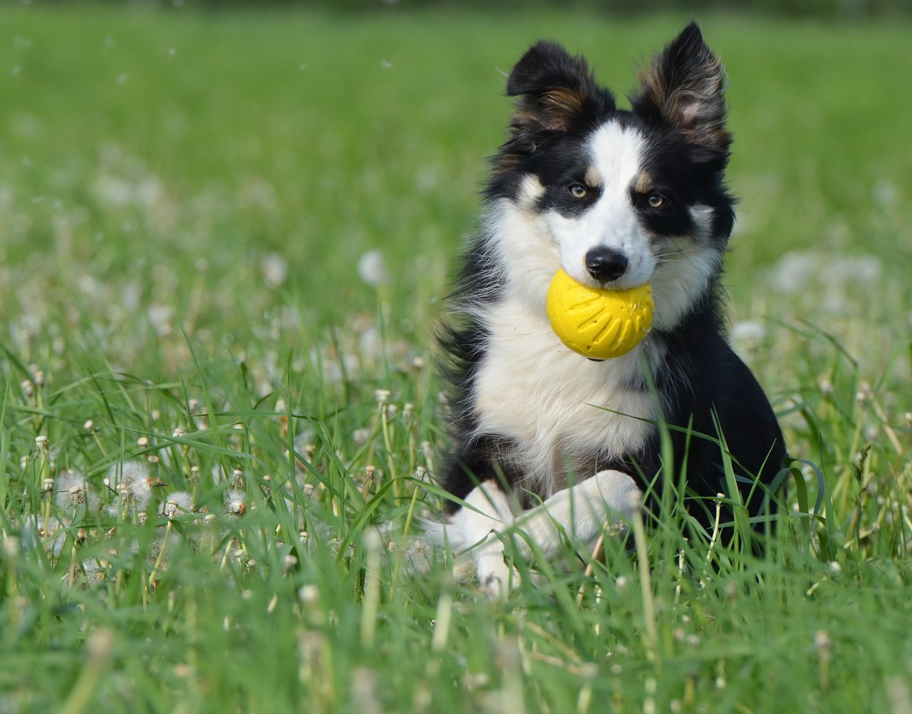 border collie