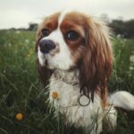 cavalier-king-charles-spaniel