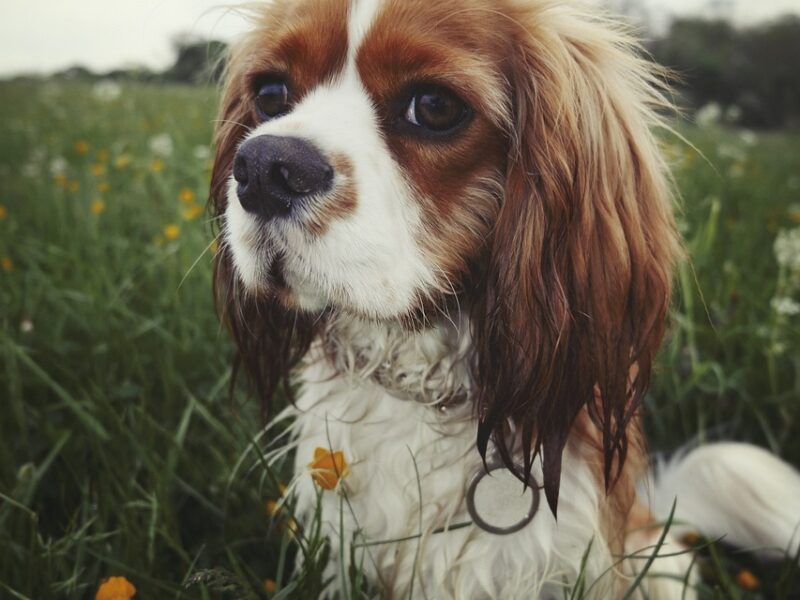 Dieta dla szczeniaka Cavalier King Charles Spaniel