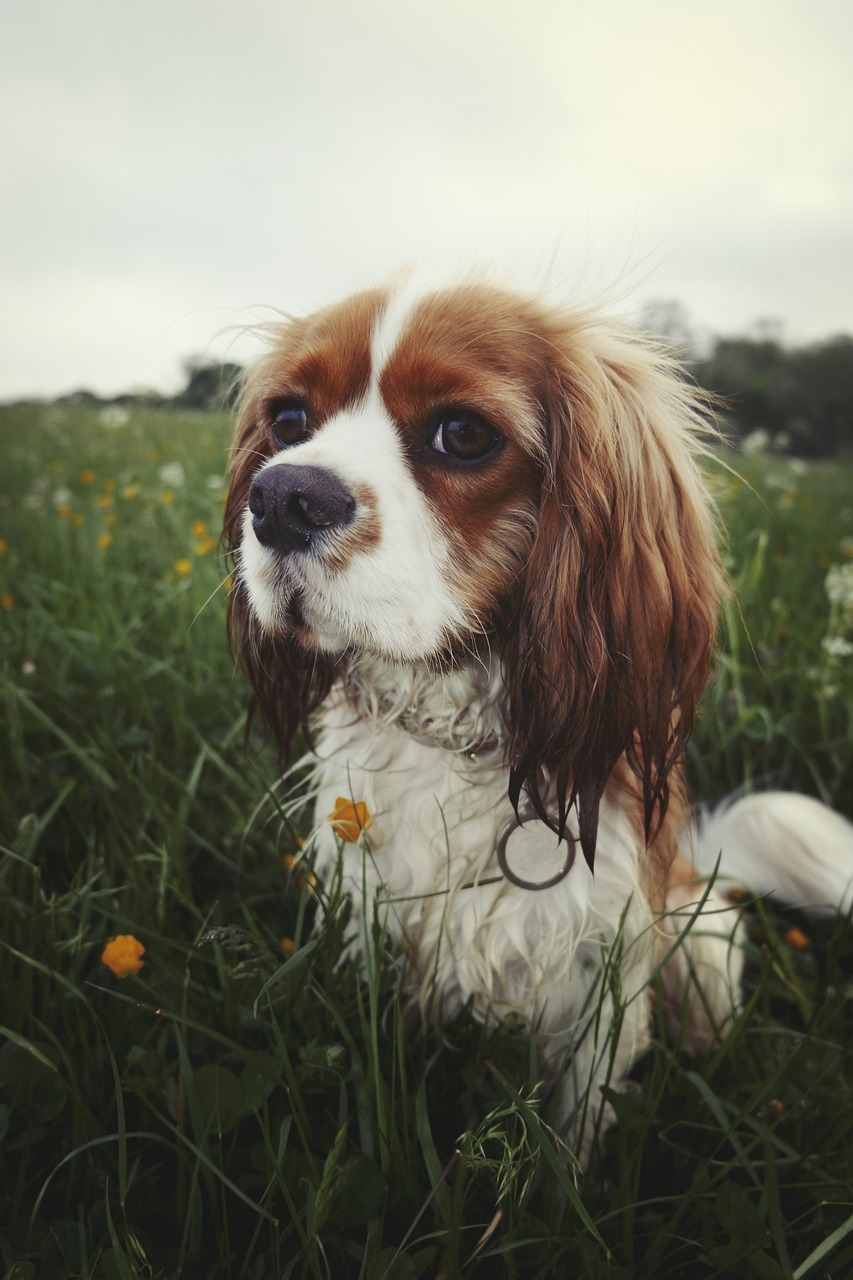cavalier-king-charles-spaniel