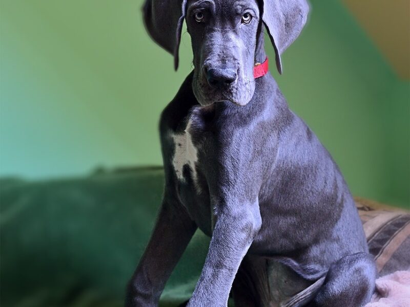 Aktywność fizyczna szczeniaka Dog Niemiecki