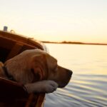 szczeniak Labrador Retriever