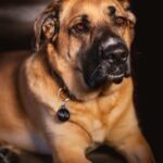 Zdrowie szczeniąt Owczarka Niemieckiego