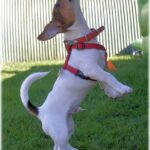 jack russell terrier