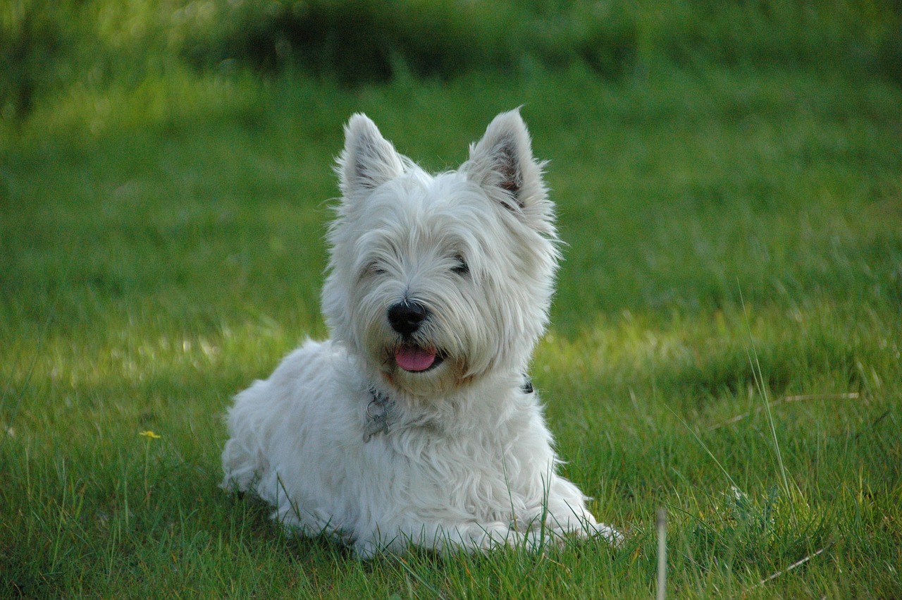 westie