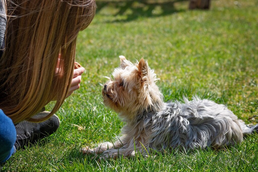 szczeniak Yorkshire Terrier