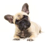 Buldoga Francuskiego