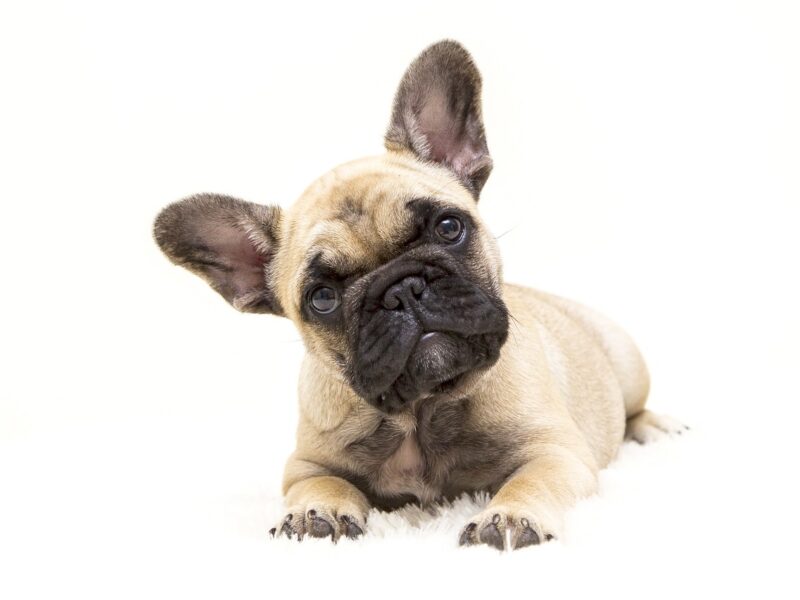 Aktywność fizyczna szczeniaka Buldoga Francuskiego