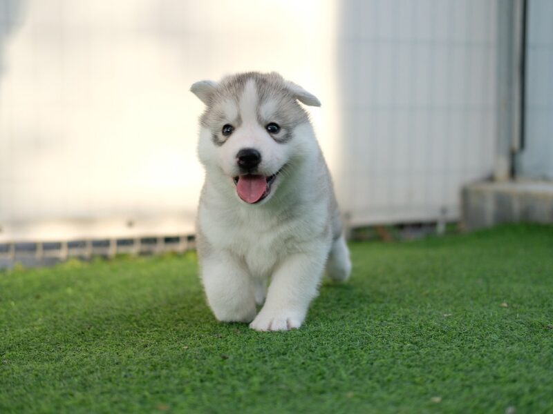 Zdrowie szczeniąt Husky Syberyjski