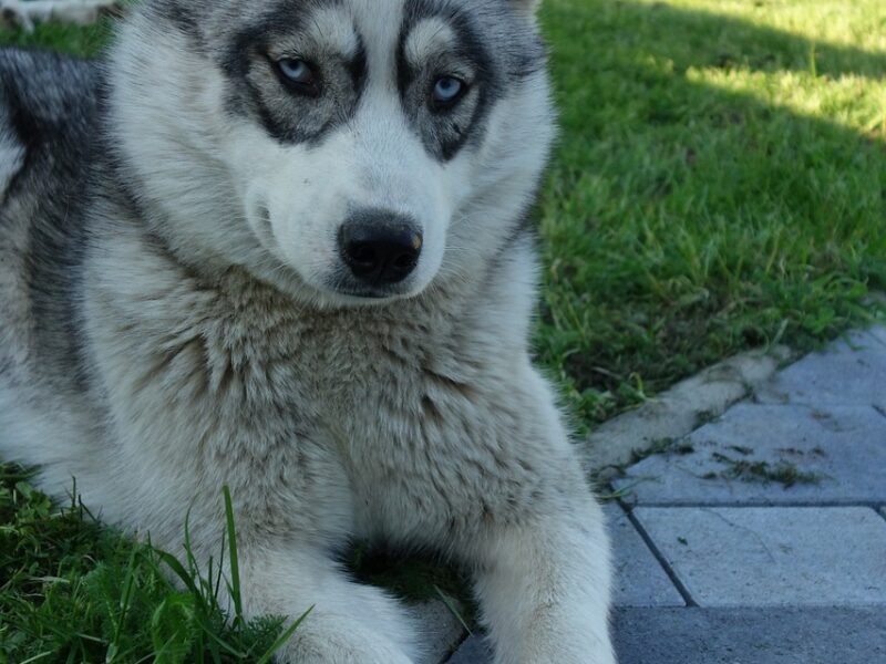 Rozwój szczeniaka Husky Syberyjskiego